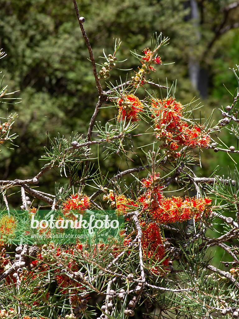 455313 - Stachliger Zylinderputzer (Callistemon brachyandrus)