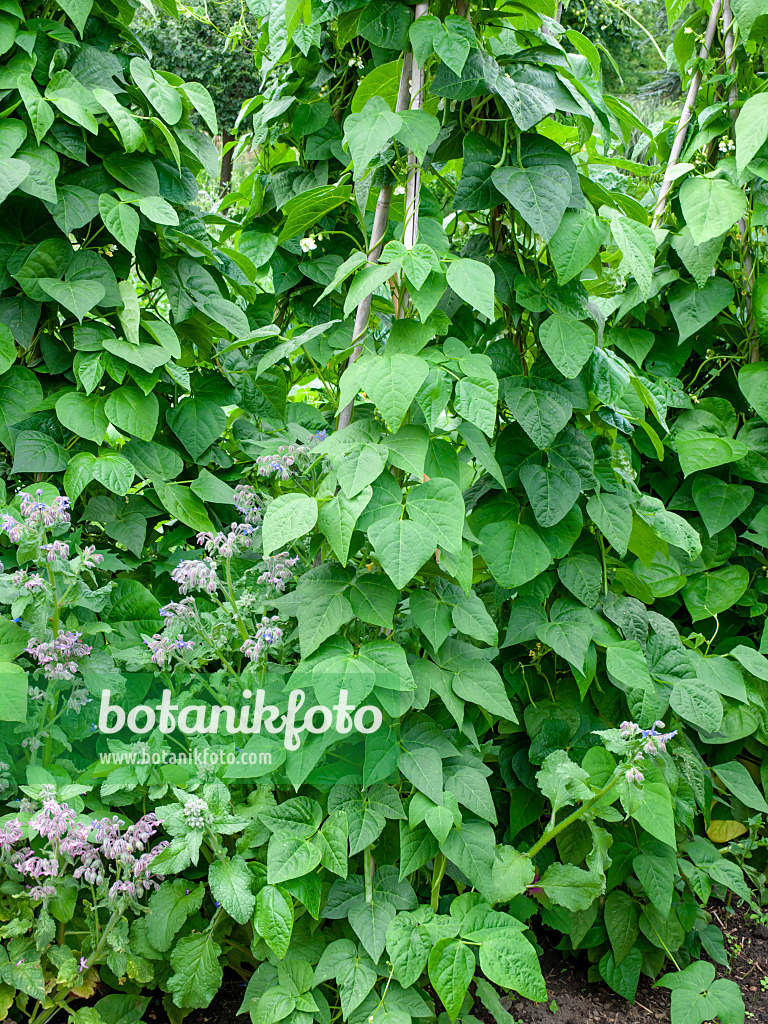 462100 - Stangenbohne (Phaseolus vulgaris var. vulgaris 'Blauhilde') und Borretsch (Borago officinalis)