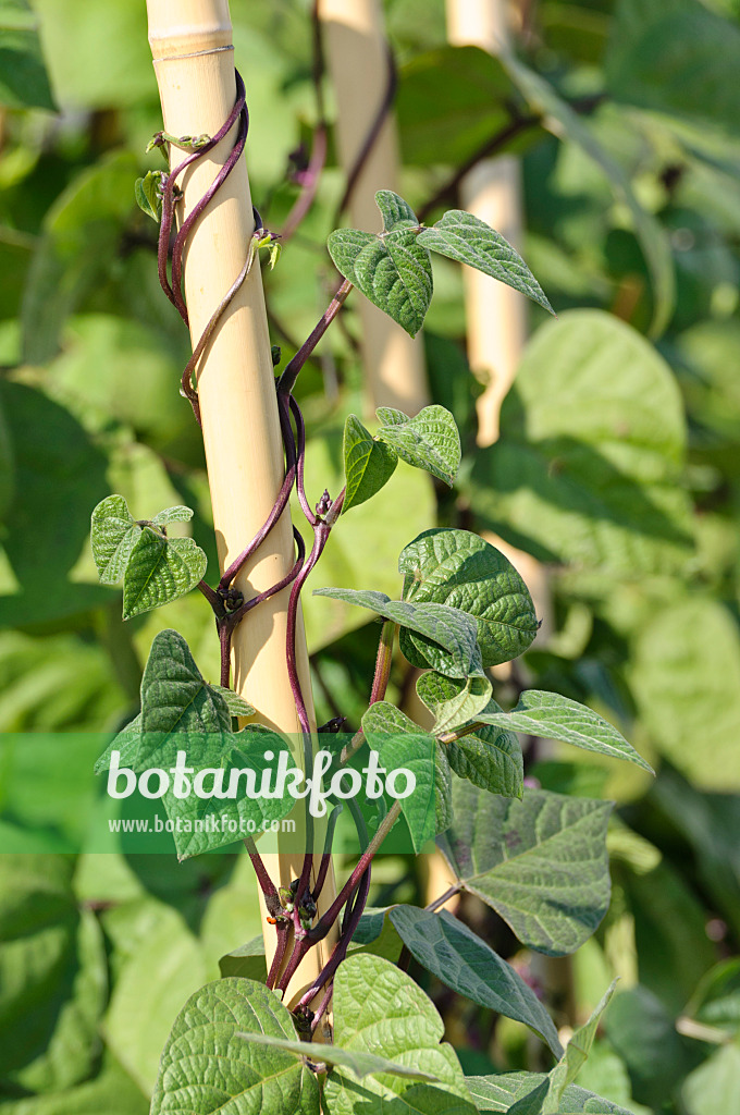 475080 - Stangenbohne (Phaseolus vulgaris var. vulgaris 'Blauhilde')