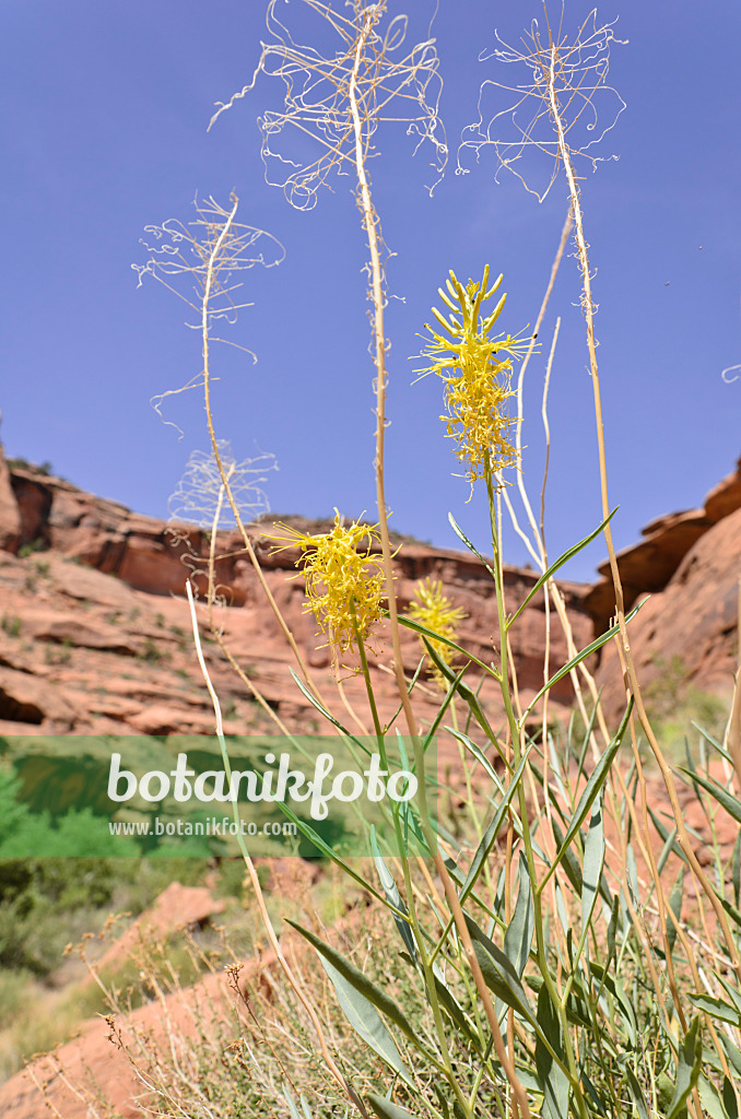 508324 - Stanleya pinnata, Hunters Canyon, Utah, USA