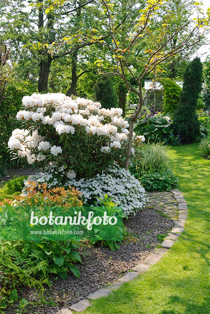 509156 - Staudenbeet mit Rhododendron (Rhododendron)