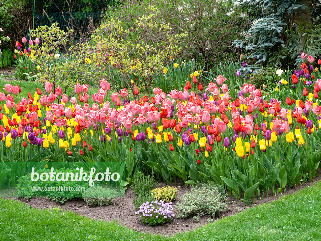 484064 - Staudenbeet mit Tulpen (Tulipa)