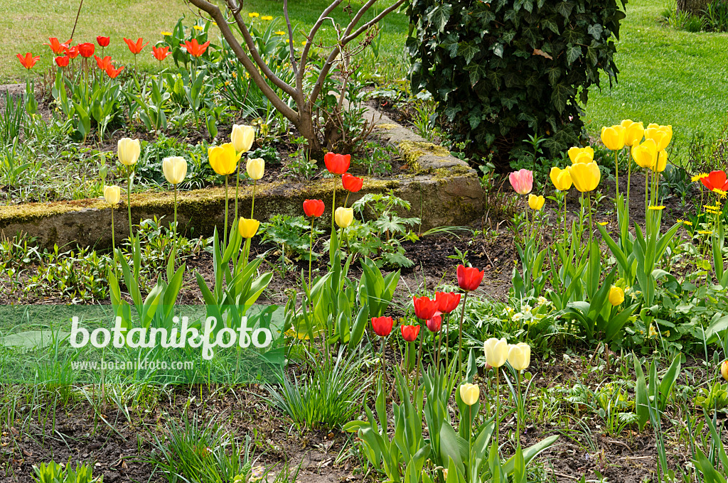 483320 - Staudengarten mit Tulpen (Tulipa)