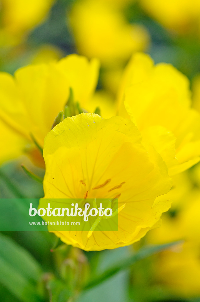 473162 - Staudennachtkerze (Oenothera fruticosa subsp. glauca syn. Oenothera tetragona)