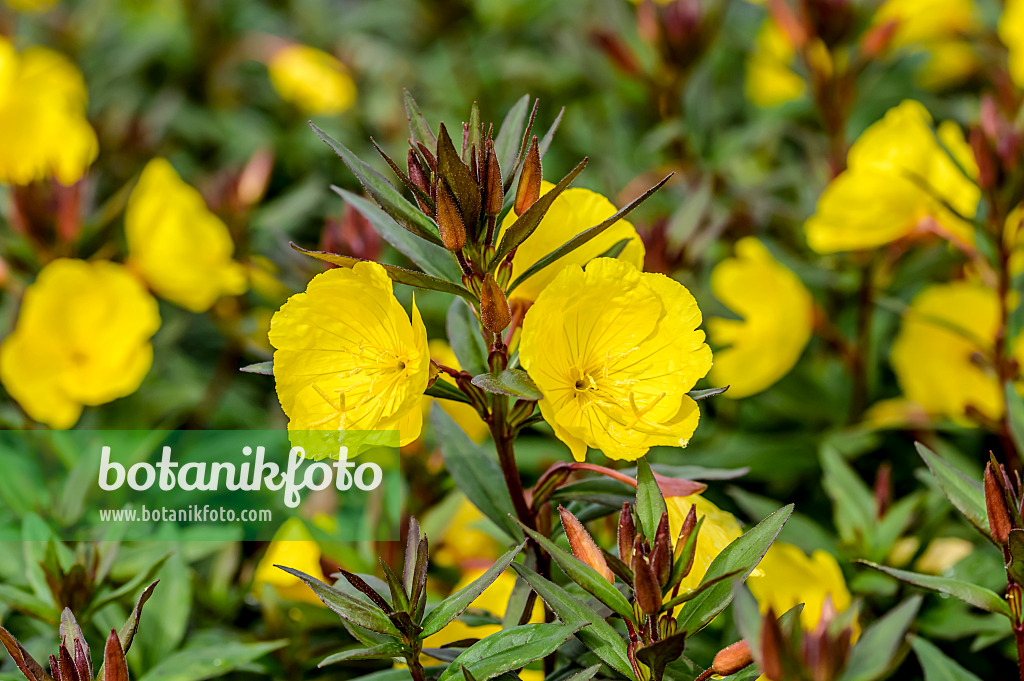 593150 - Staudennachtkerze (Oenothera fruticosa 'Sonnenwende' syn. Oenothera tetragona 'Sonnenwende')