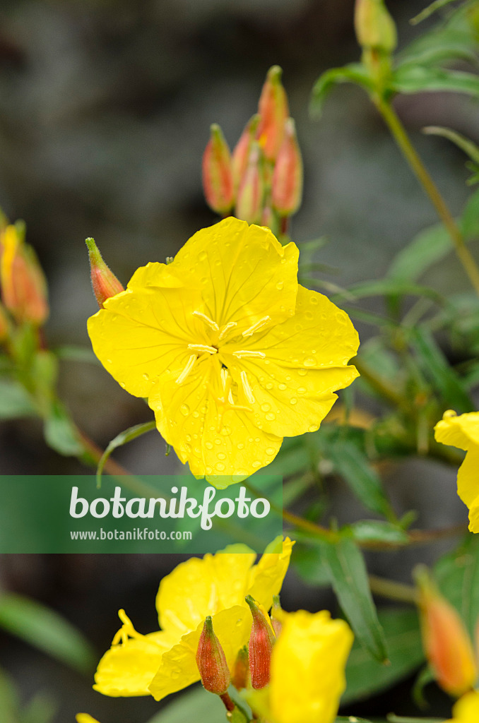 521457 - Staudennachtkerze (Oenothera fruticosa 'Youngii' syn. Oenothera tetragona 'Youngii')