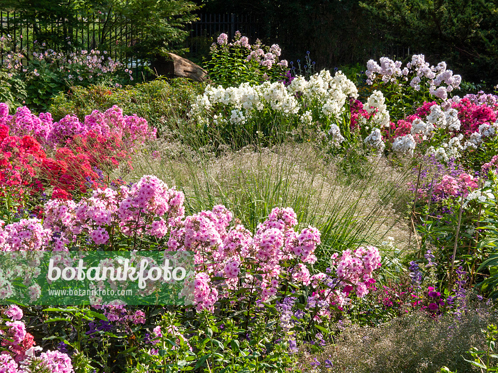 416002 - Staudenphlox (Phlox paniculata)