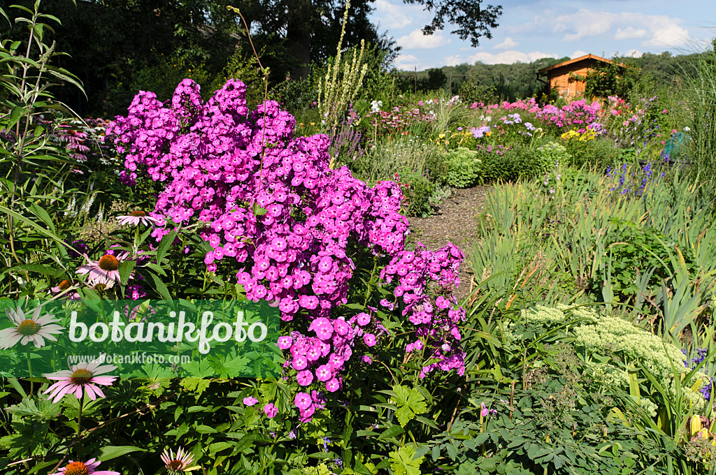 498298 - Staudenphlox (Phlox paniculata)