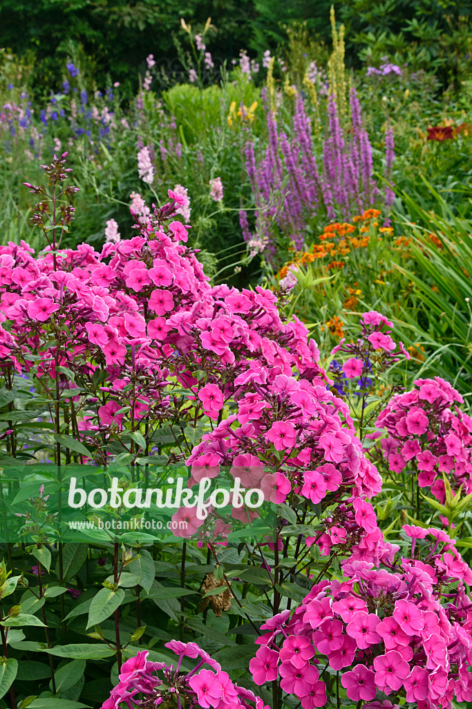 558001 - Staudenphlox (Phlox paniculata)