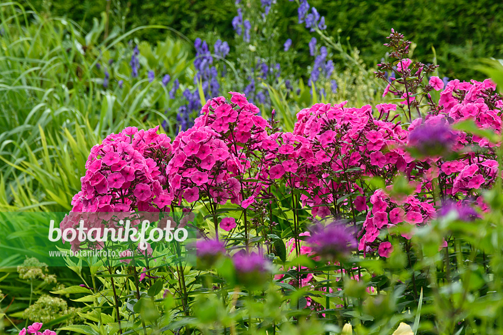 558008 - Staudenphlox (Phlox paniculata)