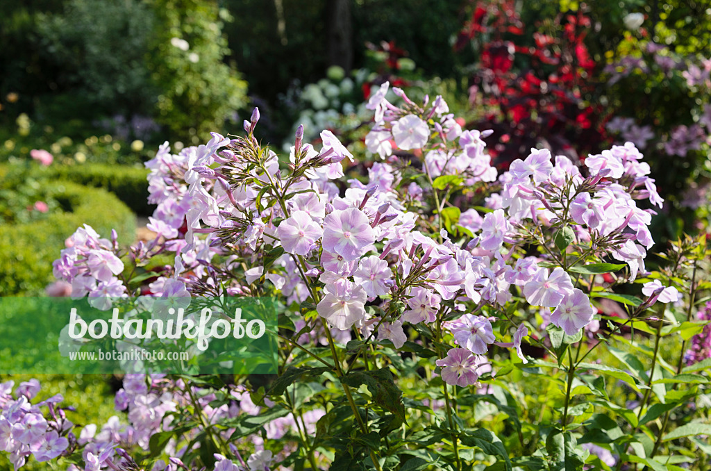 570086 - Staudenphlox (Phlox paniculata)