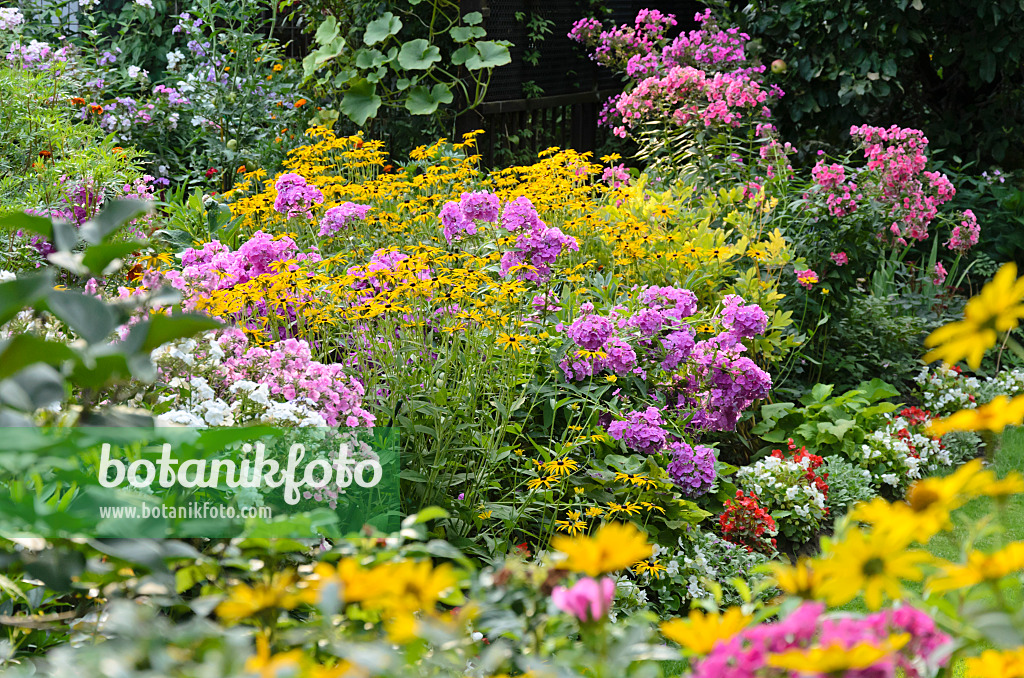 523081 - Staudenphlox (Phlox paniculata) und Gewöhnlicher Sonnenhut (Rudbeckia fulgida)