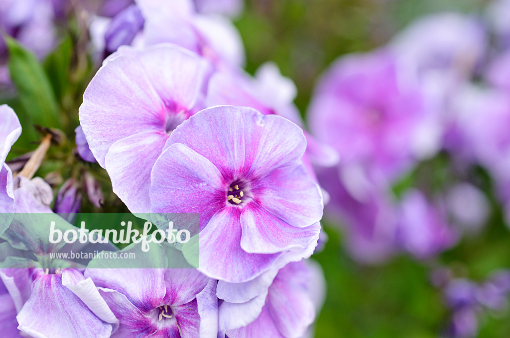 474193 - Staudenphlox (Phlox paniculata 'Gräfin von Schwerin')