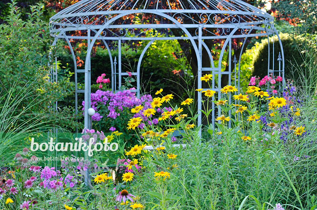 474469 - Staudenphlox (Phlox paniculata) und Sonnenauge (Heliopsis helianthoides) vor einem Gartenpavillon