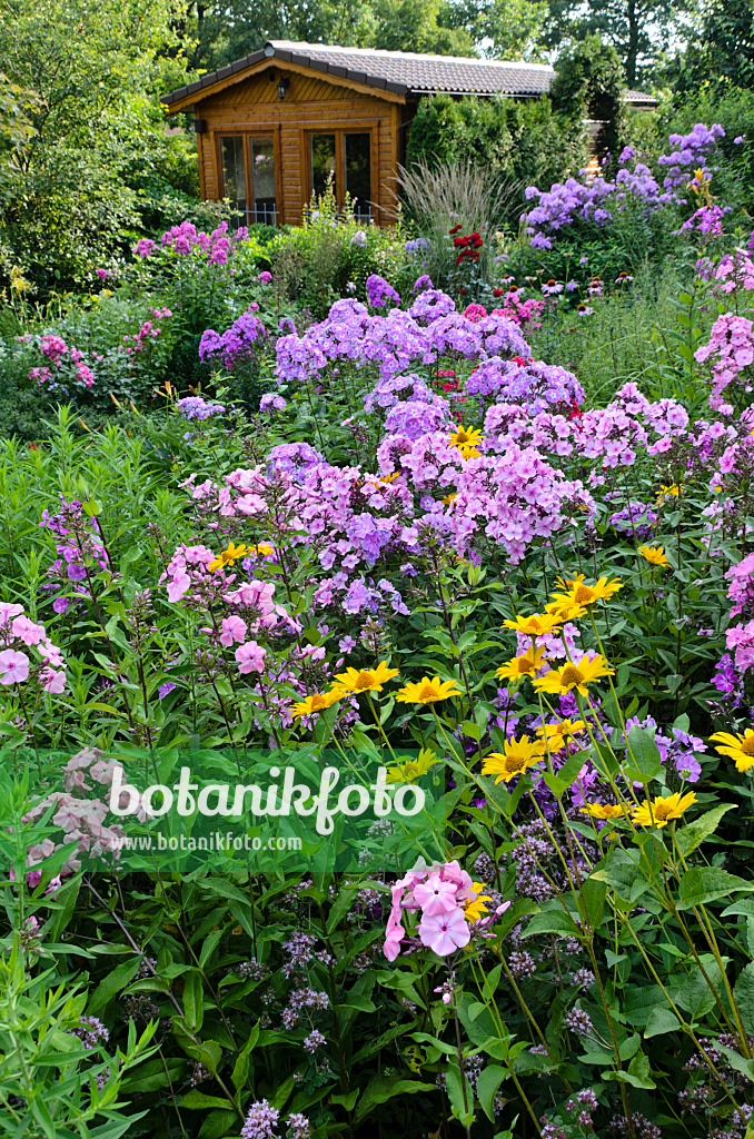 498311 - Staudenphlox (Phlox paniculata) und Sonnenauge (Heliopsis helianthoides)