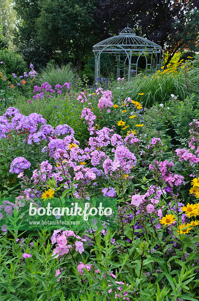 498312 - Staudenphlox (Phlox paniculata) und Sonnenauge (Heliopsis helianthoides) vor einem Gartenpavillon