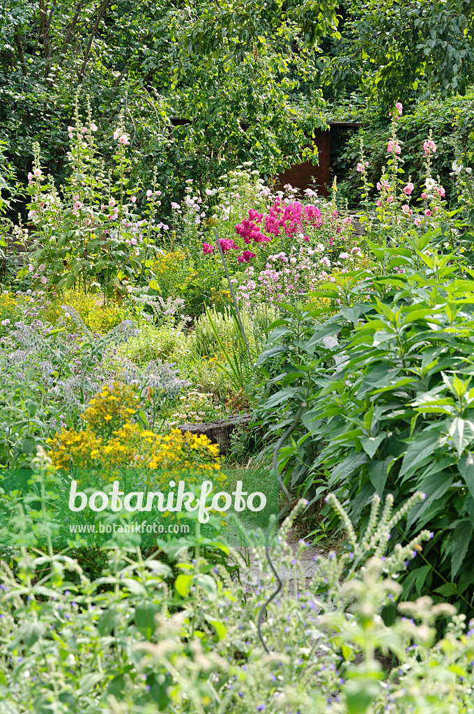 474245 - Staudenphlox (Phlox paniculata) und Stockrose (Alcea rosea)