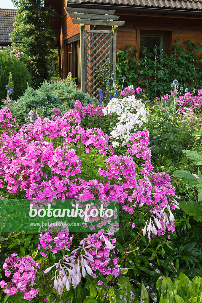 510065 - Staudenphlox (Phlox paniculata) vor einem Gartenhaus