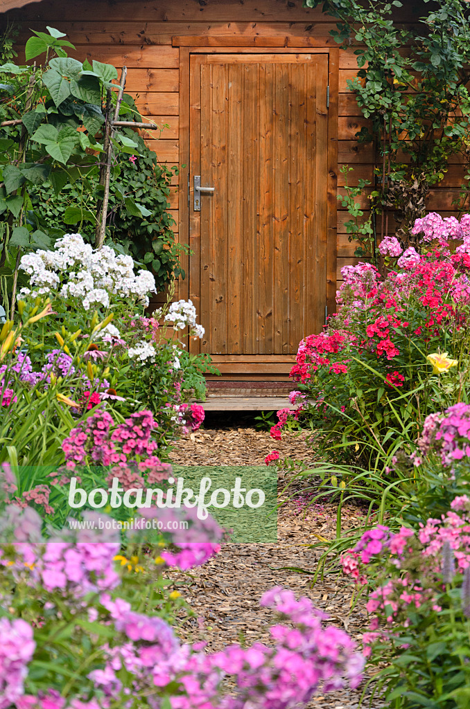 534515 - Staudenphlox (Phlox paniculata) vor einem Gartenhaus