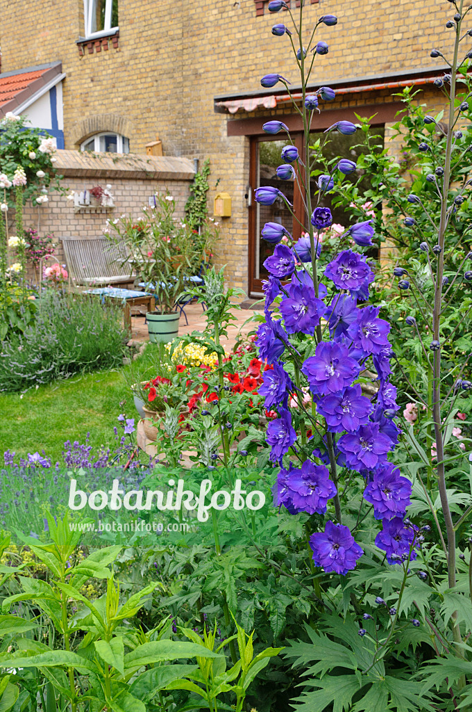 473260 - Staudenrittersporn (Delphinium x cultorum 'Black Knight') in einem Hofgarten