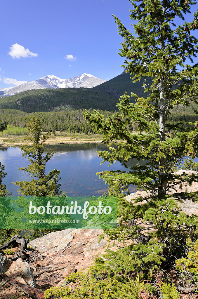 508349 - Stechfichte (Picea pungens) am Lily Lake, Rocky-Mountain-Nationalpark, Colorado, USA