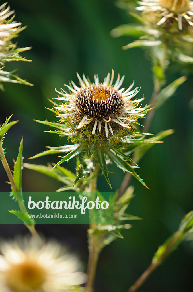 534304 - Steife Eberwurz (Carlina biebersteinii)