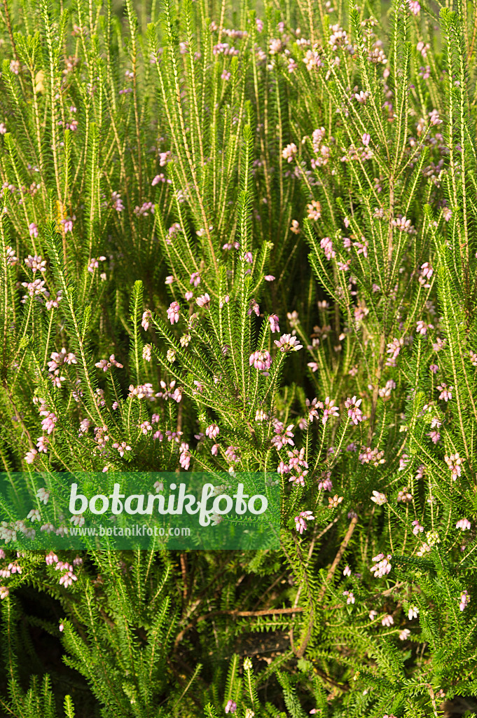 511271 - Steife Heide (Erica terminalis)