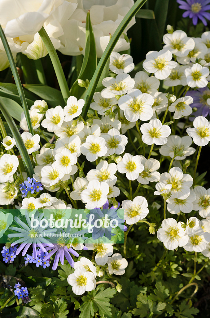 519089 - Steinbrech (Saxifraga) und Balkan-Windröschen (Anemone blanda)