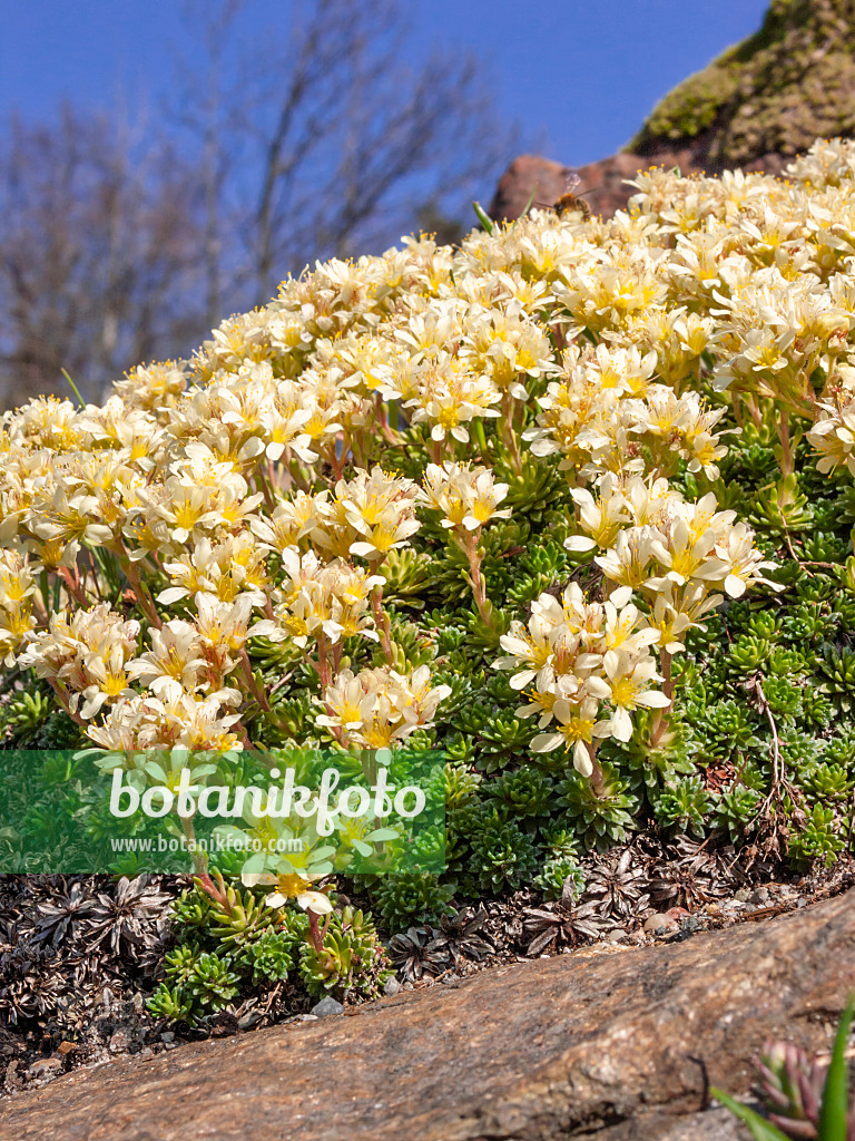 411284 - Steinbrech (Saxifraga ferdinandi-coburgi)