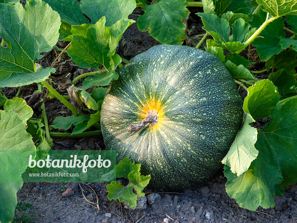 463027 - Steirischer Ölkürbis (Cucurbita pepo var. styriaca syn. Cucurbita pepo var. oleifera)