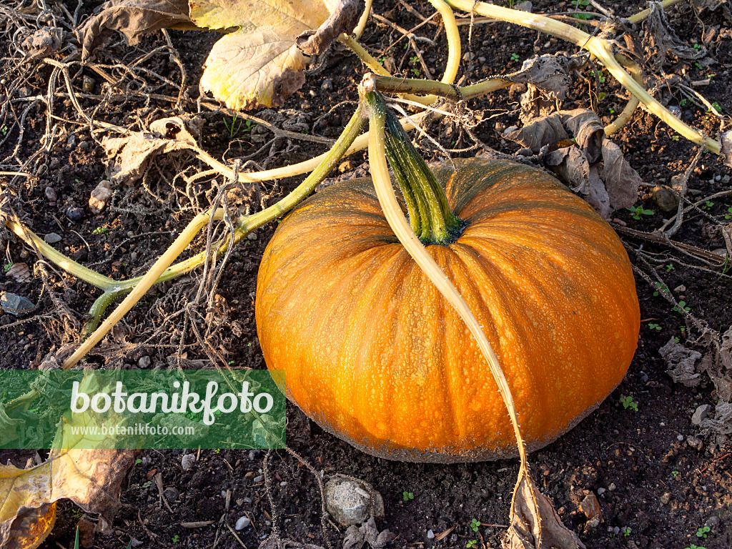 464062 - Steirischer Ölkürbis (Cucurbita pepo var. styriaca syn. Cucurbita pepo var. oleifera)