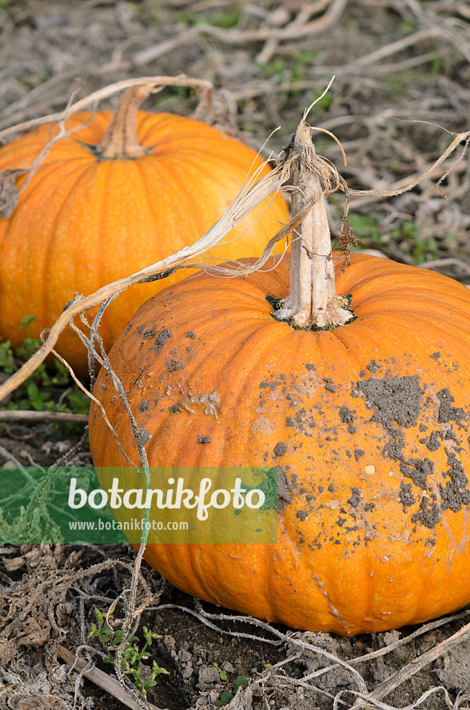 560010 - Steirischer Ölkürbis (Cucurbita pepo var. styriaca syn. Cucurbita pepo var. oleifera)