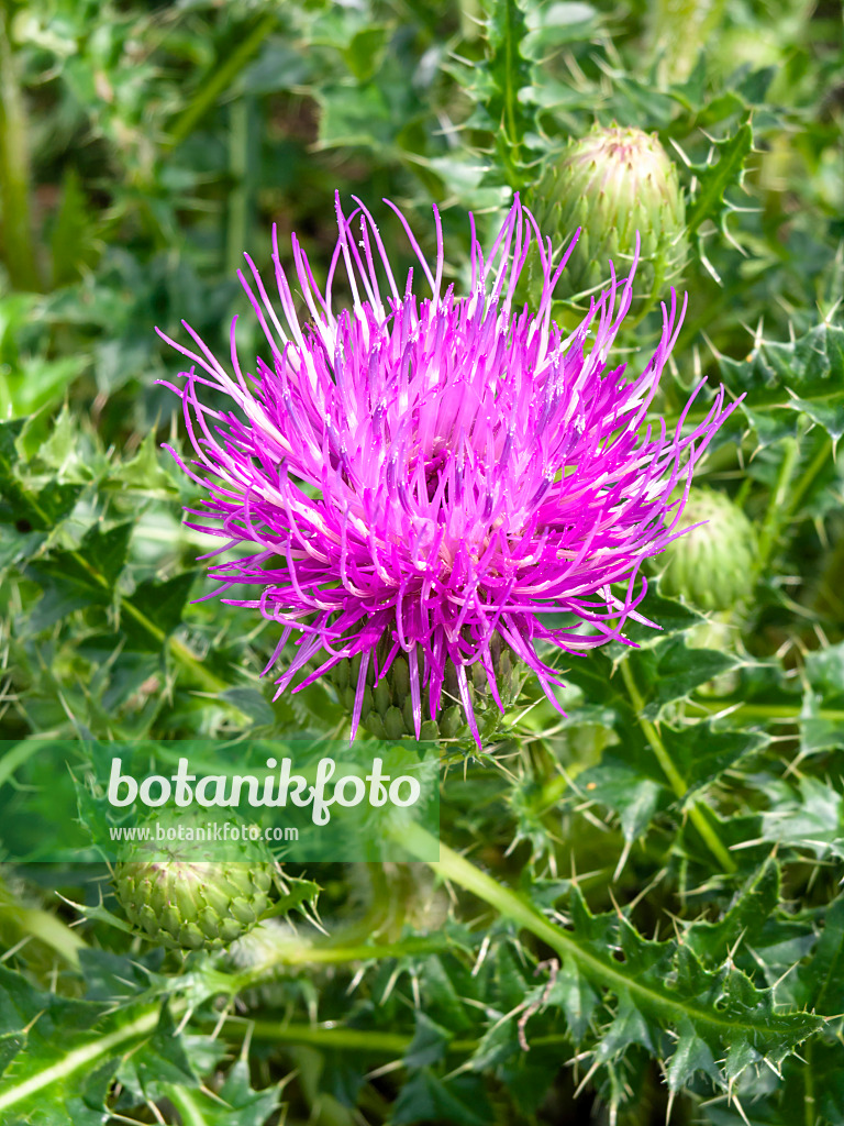 427063 - Stengellose Kratzdistel (Cirsium acaule)