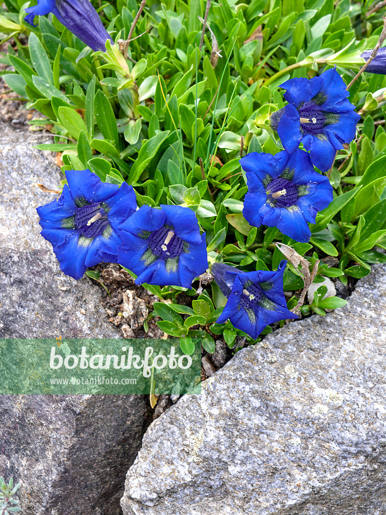 437414 - Stengelloser Enzian (Gentiana acaulis)