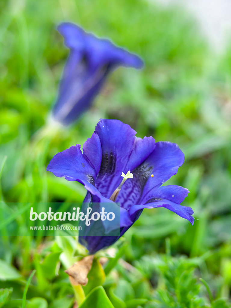 439307 - Stengelloser Enzian (Gentiana acaulis)