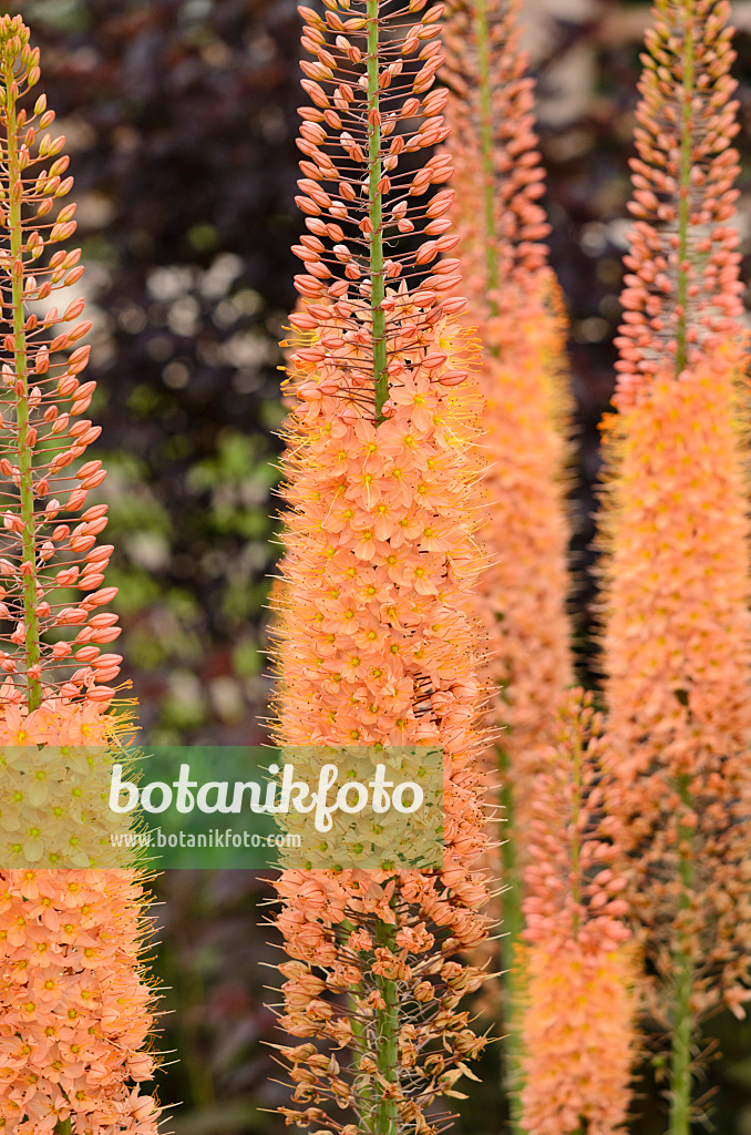 545158 - Steppenkerze (Eremurus x isabellinus 'Cleopatra')