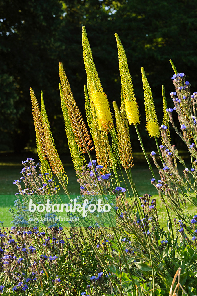 485210 - Steppenkerze (Eremurus) und Italienische Ochsenzunge (Anchusa azurea)