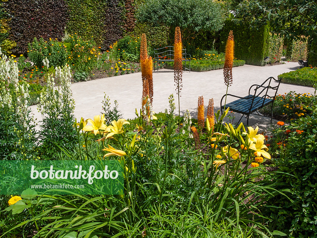 402146 - Steppenkerze (Eremurus) und Taglilie (Hemerocallis)