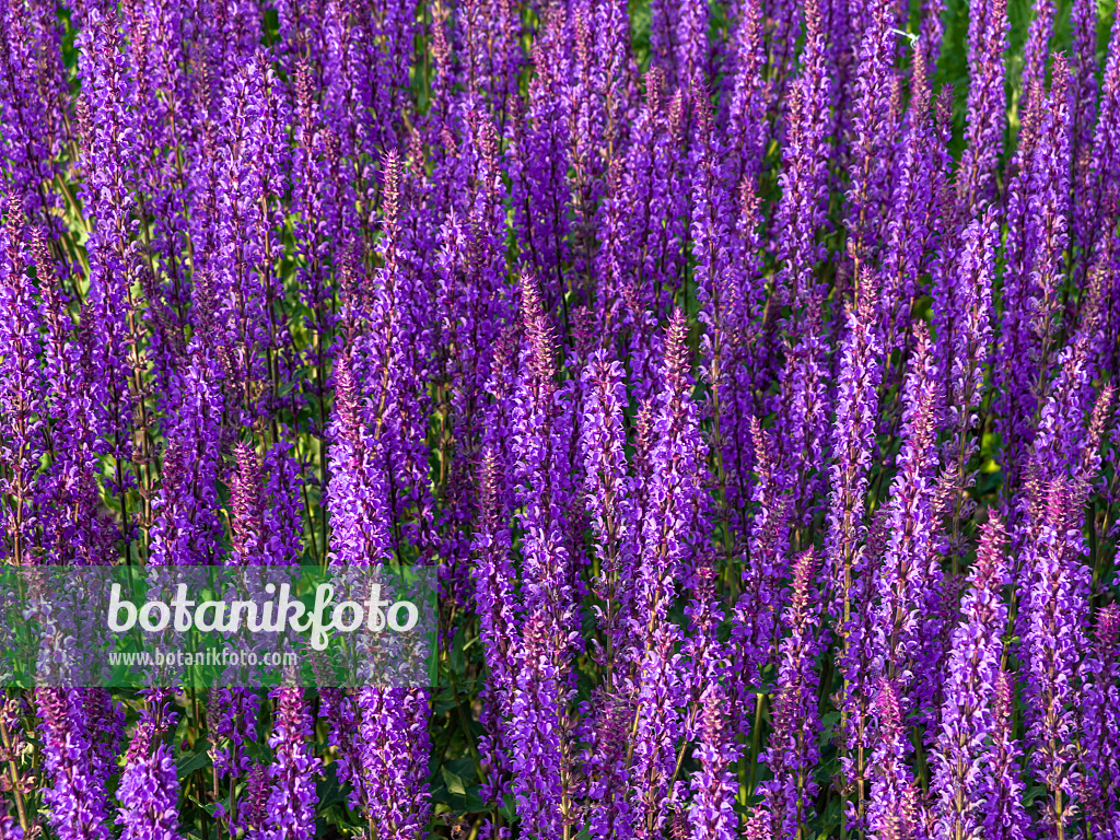 438245 - Steppensalbei (Salvia nemorosa)