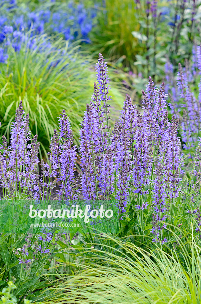 545091 - Steppensalbei (Salvia nemorosa 'Blauhügel')