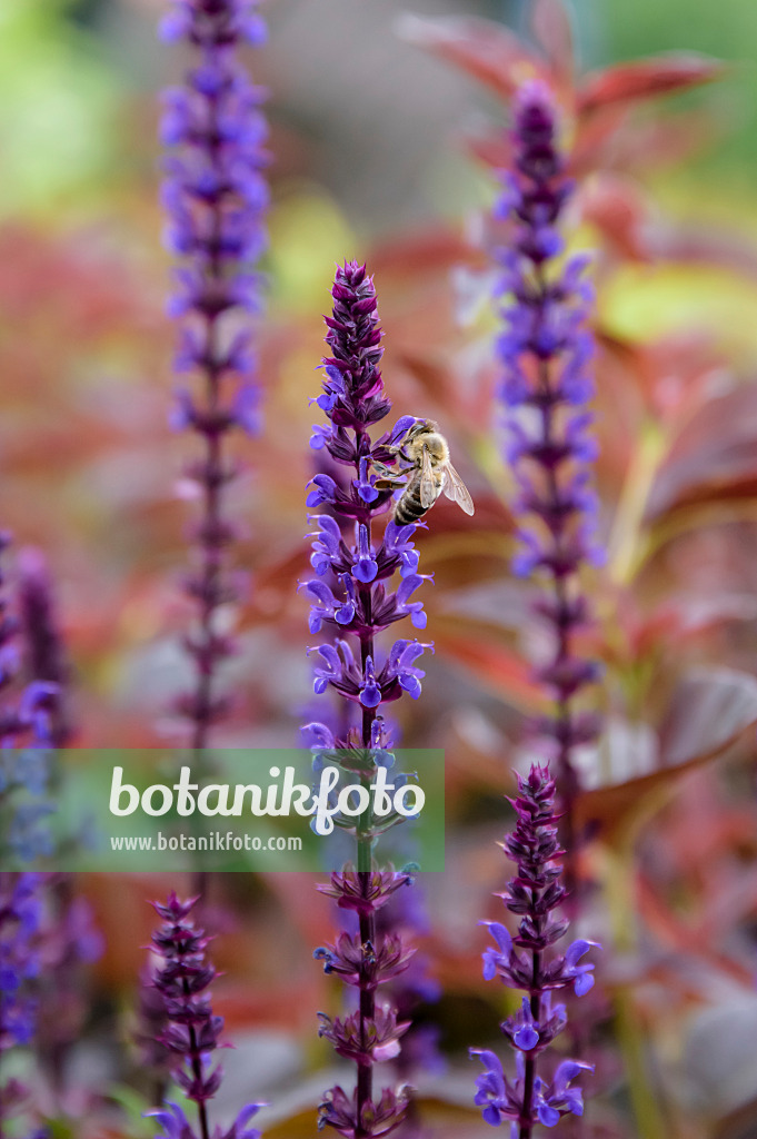 593196 - Steppensalbei (Salvia nemorosa 'Caradonna')