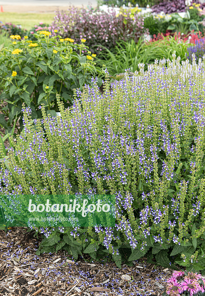 607204 - Steppensalbei (Salvia nemorosa 'Color Spires Azure Snow')