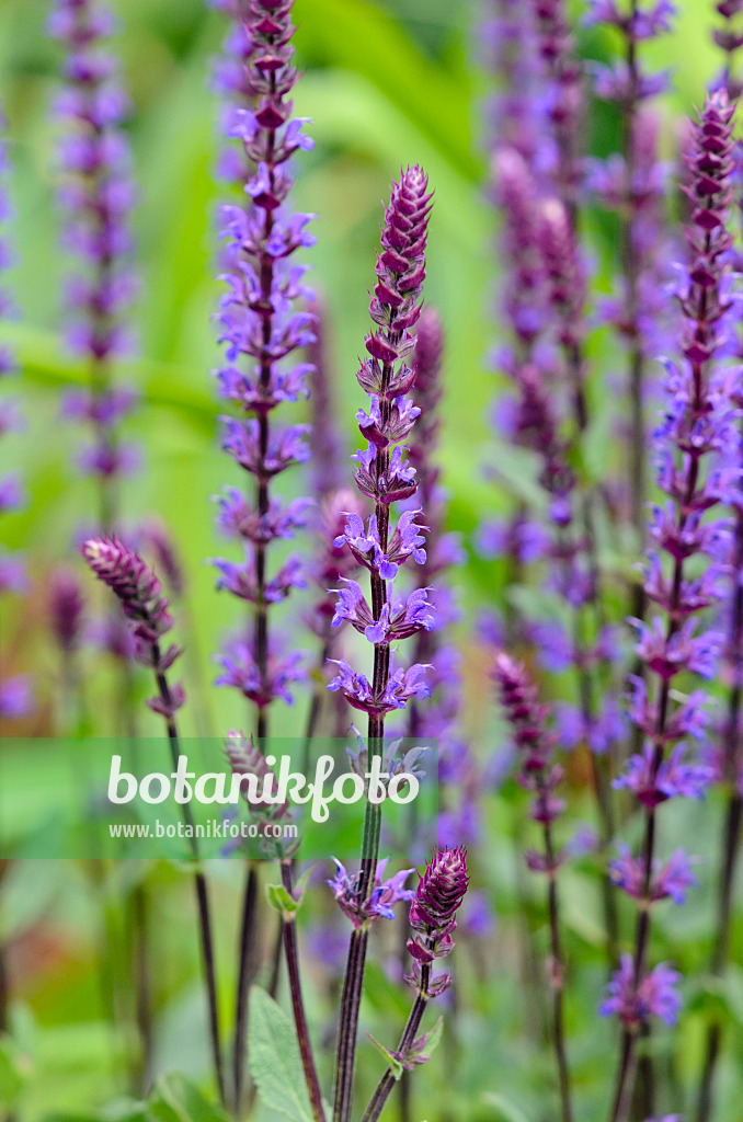 545098 - Steppensalbei (Salvia nemorosa 'Tänzerin')