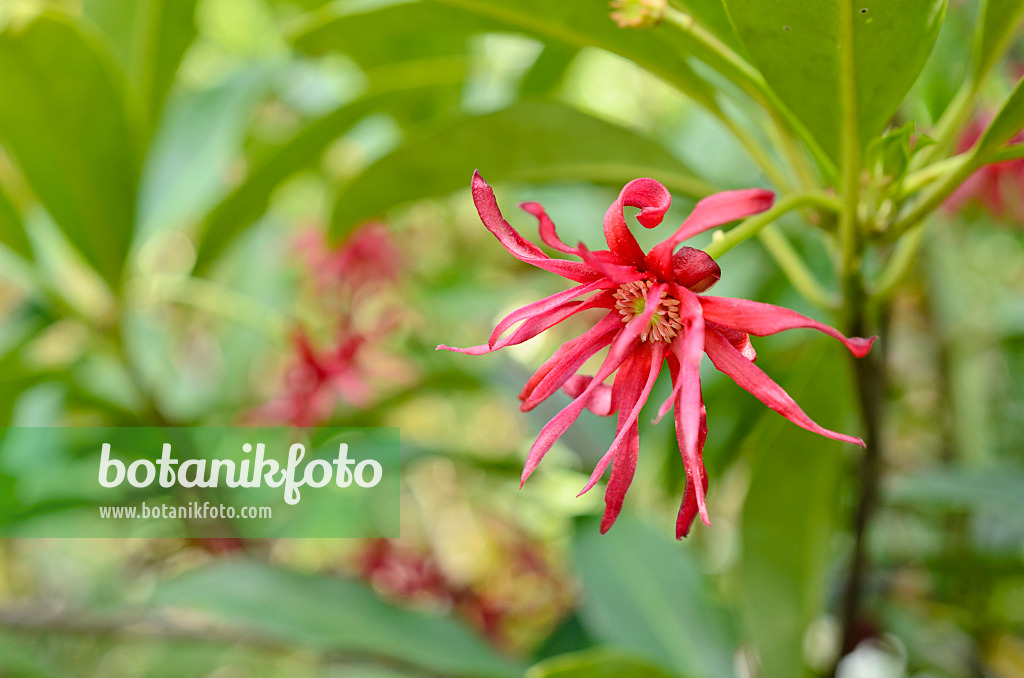 508202 - Sternanis (Illicium Woodland Ruby)