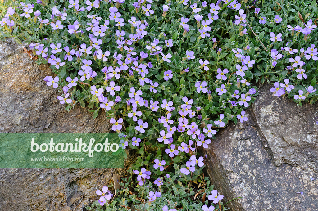 471242 - Sternhaariges Blaukissen (Aubrieta columnae subsp. croatica)