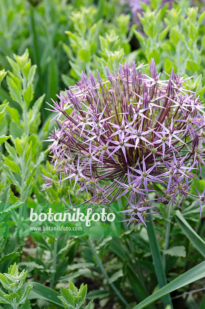 472387 - Sternkugellauch (Allium christophii)