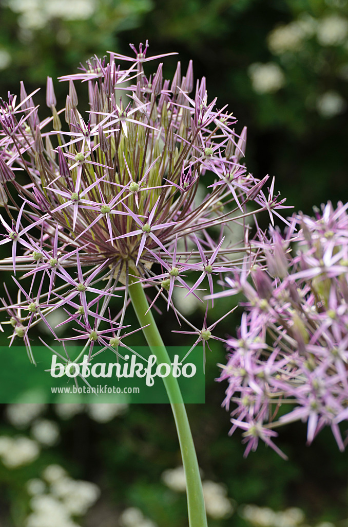 496334 - Sternkugellauch (Allium christophii)