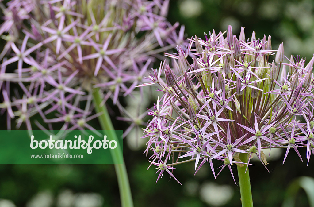 496335 - Sternkugellauch (Allium christophii)