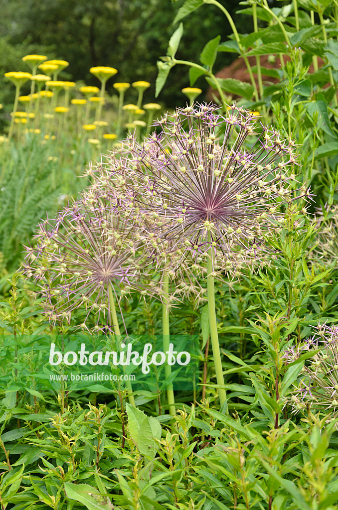 522007 - Sternkugellauch (Allium christophii)