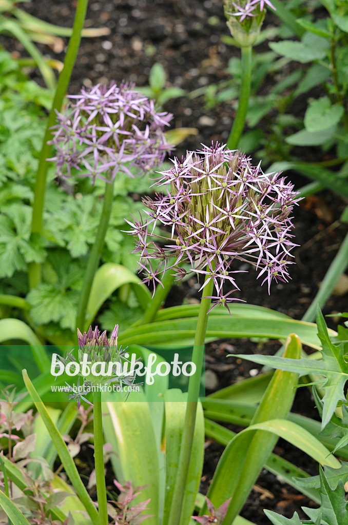 533414 - Sternkugellauch (Allium christophii)